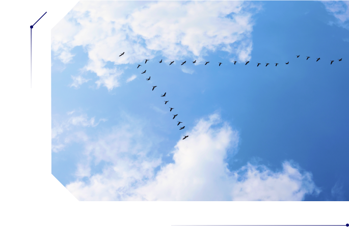 A flock of birds in the sky positioned in a &quot;V&quot; sign